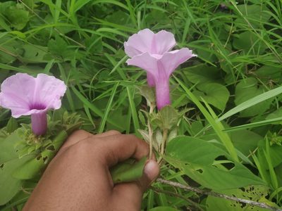 Argyreia sericea, photographed by S.MORE