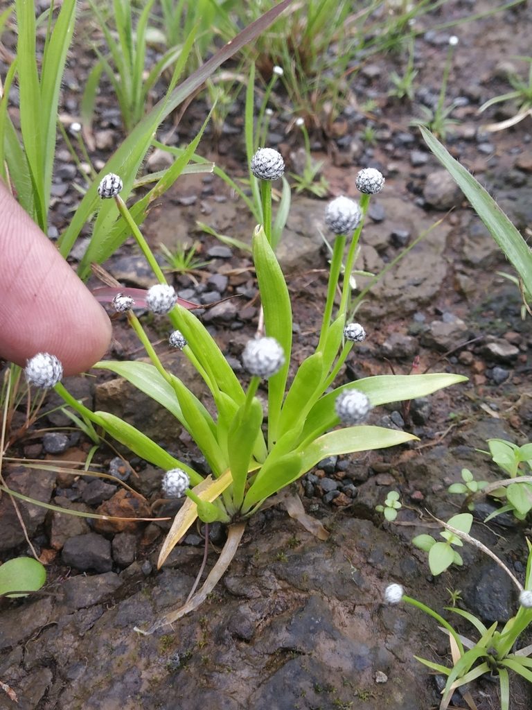 Eriocaulon heterolepis, photographed by S.MORE