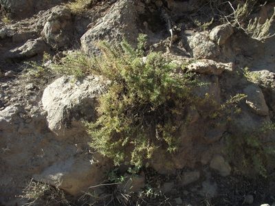 Ambrosia artemisioides, photographed by Aira Francisca Faúndez Fallau
