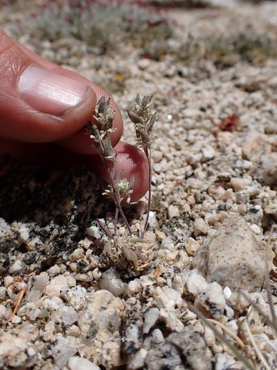 Draba breweri, photographed by Martin Purdy