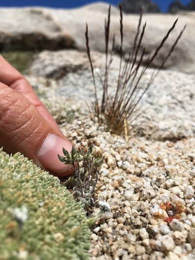 Draba breweri, photographed by Martin Purdy