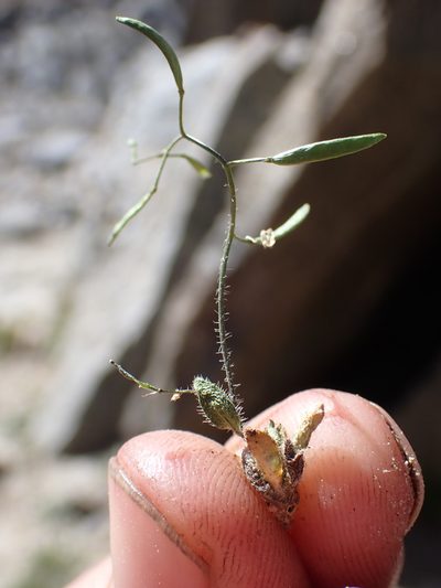 Draba albertina, photographed by Martin Purdy