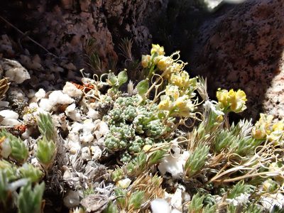 Draba oligosperma, photographed by Martin Purdy