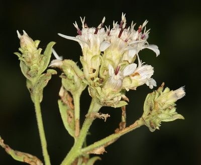 Sericocarpus oregonensis, photographed by Steve Matson