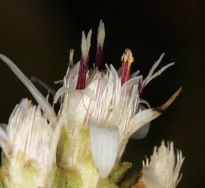 Sericocarpus oregonensis, photographed by Steve Matson