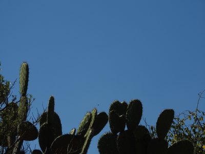 Opuntia hyptiacantha, photographed by Oscar Alejandro Morales Juárez