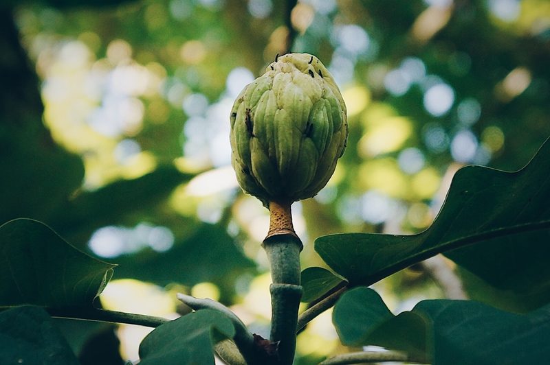 Magnolia alejandrae, photographed by Claudio Cantú Muñiz