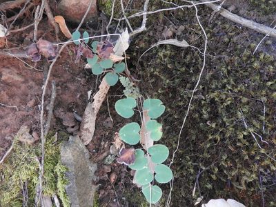 Windhamia cordifolia, photographed by Oscar Alejandro Morales Juárez