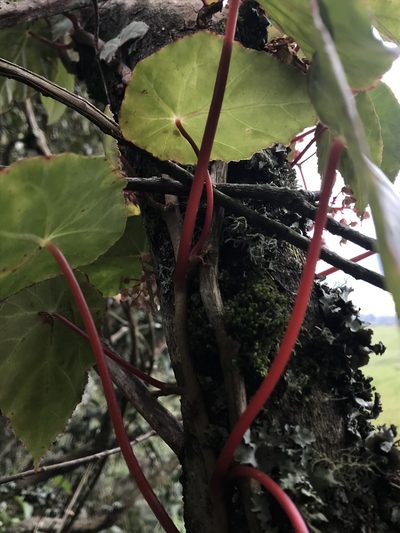 Begonia tropaeolifolia, photographed by Nicolás Baresch Uribe
