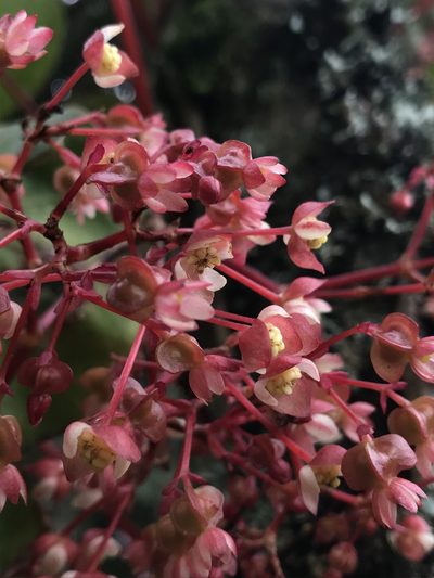 Begonia tropaeolifolia, photographed by Nicolás Baresch Uribe