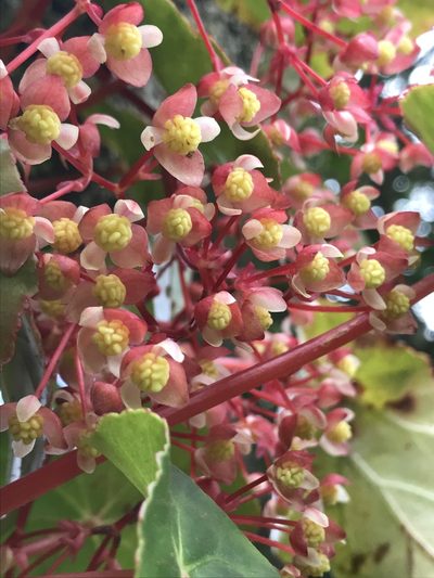 Begonia tropaeolifolia, photographed by Nicolás Baresch Uribe