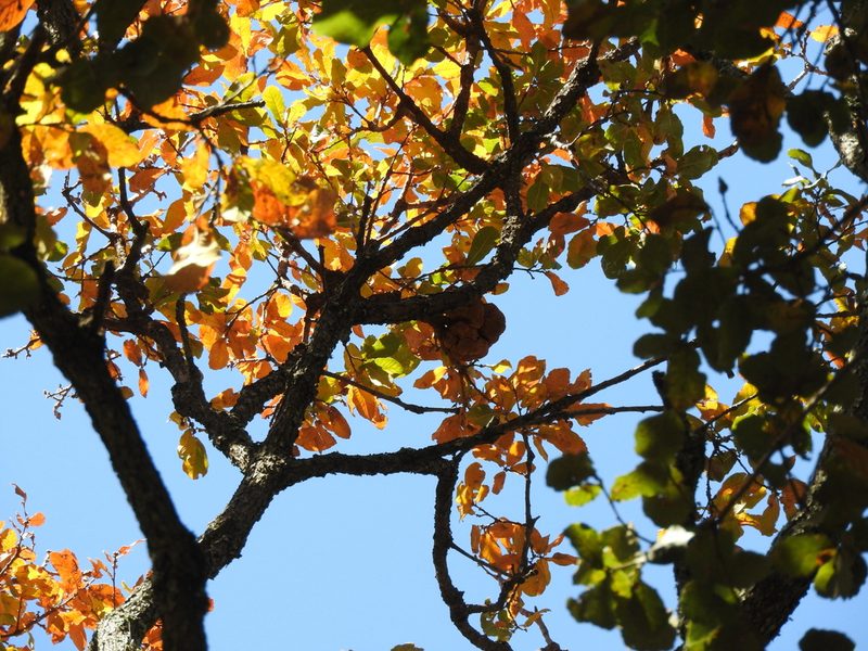 Quercus laeta, photographed by Oscar Alejandro Morales Juárez