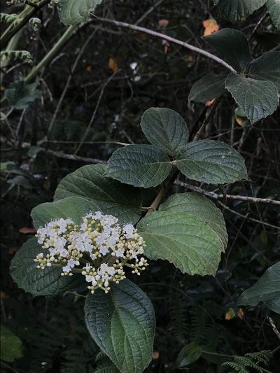 Viburnum lasiophyllum, photographed by Nicolás Baresch Uribe