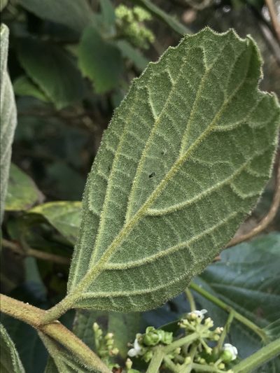 Viburnum lasiophyllum, photographed by Nicolás Baresch Uribe