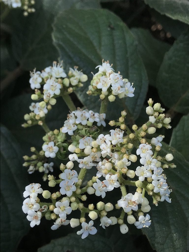 Viburnum lasiophyllum, photographed by Nicolás Baresch Uribe