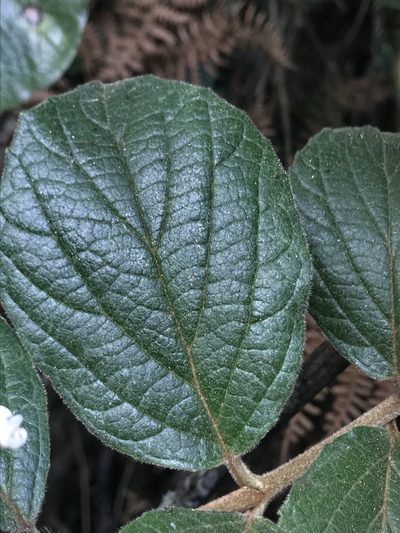 Viburnum lasiophyllum, photographed by Nicolás Baresch Uribe