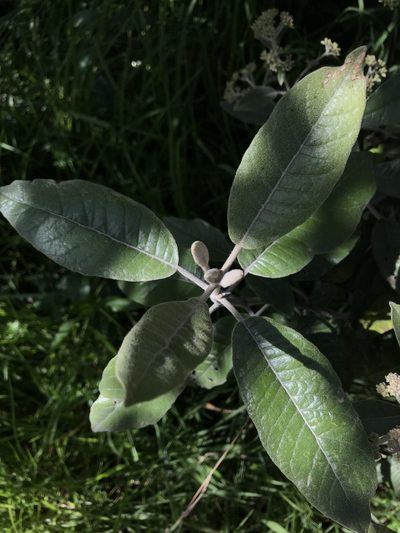 Ageratina asclepiadea, photographed by Nicolás Baresch Uribe