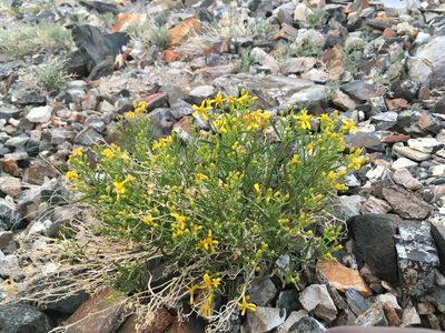 Senecio spartioides, photographed by Martin Purdy