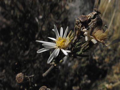Diplostephium meyenii, photographed by Aira Francisca Faúndez Fallau