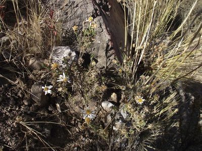Diplostephium meyenii, photographed by Aira Francisca Faúndez Fallau