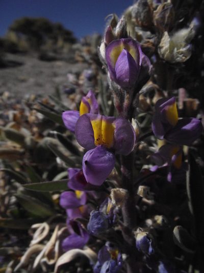 Lupinus tarapacensis, photographed by Aira Francisca Faúndez Fallau