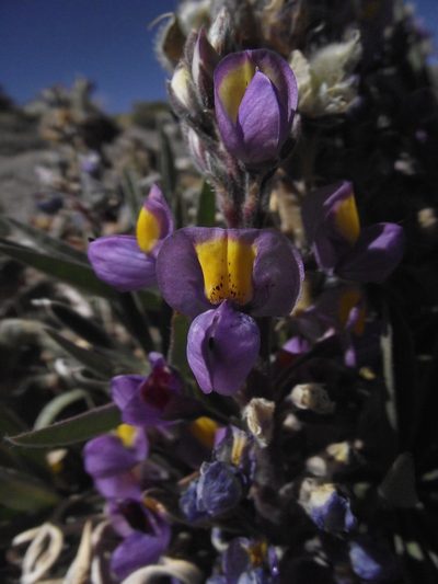Lupinus tarapacensis, photographed by Aira Francisca Faúndez Fallau