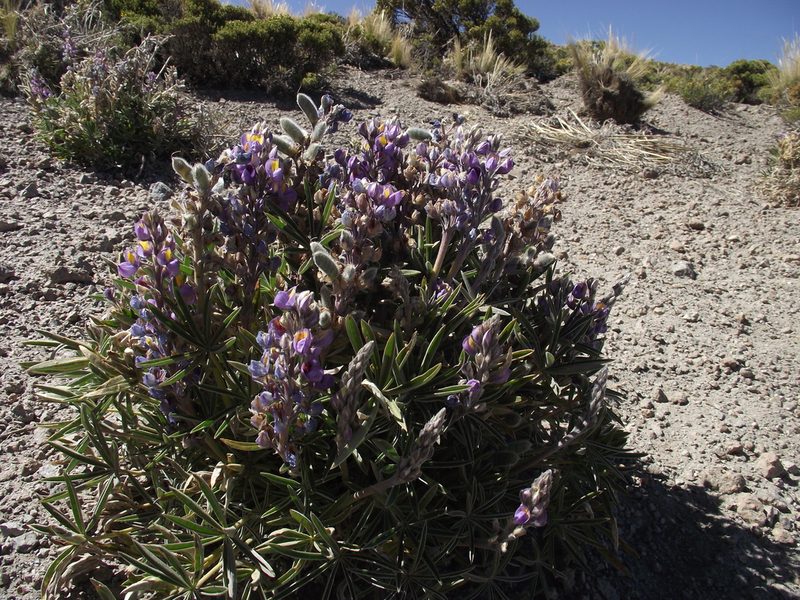 Lupinus tarapacensis, photographed by Aira Francisca Faúndez Fallau
