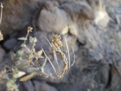 Neuontobotrys tarapacanus, photographed by Aira Francisca Faúndez Fallau