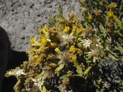 Parastrephia quadrangularis, photographed by Aira Francisca Faúndez Fallau