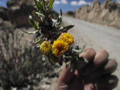 Senecio dryophyllus, photographed by Aira Francisca Faúndez Fallau