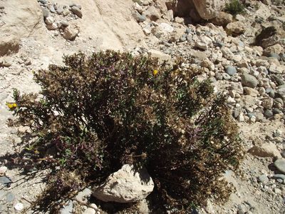 Senecio dryophyllus, photographed by Aira Francisca Faúndez Fallau