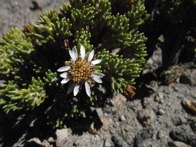 Xenophyllum poposum, photographed by Aira Francisca Faúndez Fallau