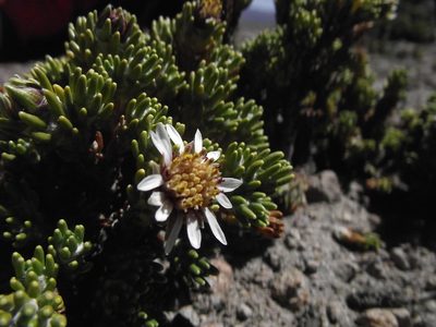 Xenophyllum poposum, photographed by Aira Francisca Faúndez Fallau