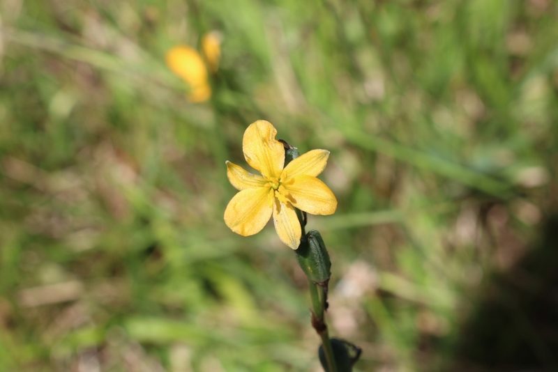 Echeandia skinneri, photographed by Jake Rehage