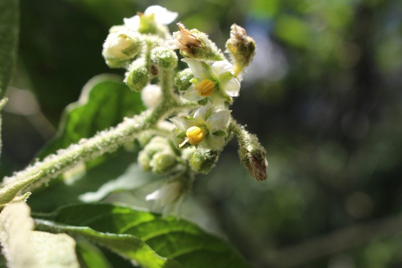 Solanum umbellatum, photographed by Jake Rehage