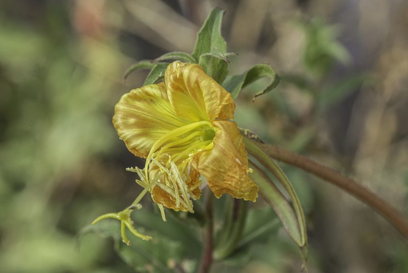 Oenothera organensis, photographed by Craig Martin