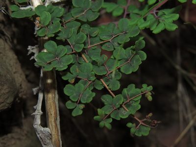 Pellaea myrtillifolia, photographed by Nicolás Lavandero