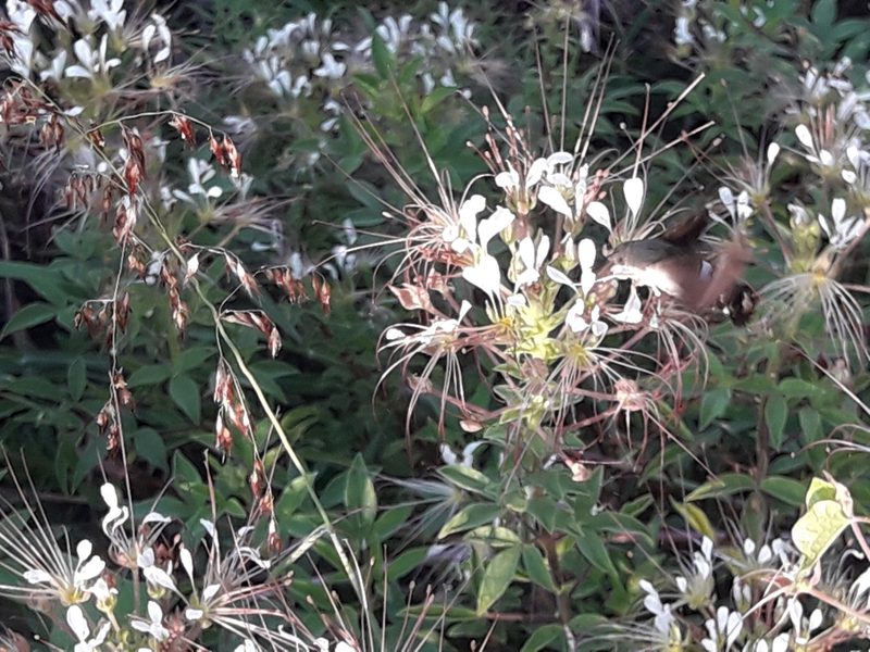 Cleome uniglandulosa, photographed by José Gerardo Velasco