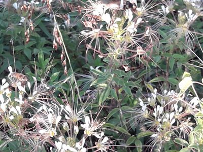 Cleome uniglandulosa, photographed by José Gerardo Velasco