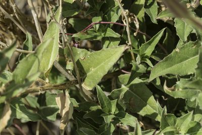 Oenothera organensis, photographed by Craig Martin