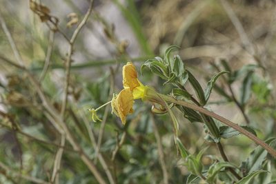 Oenothera organensis, photographed by Craig Martin
