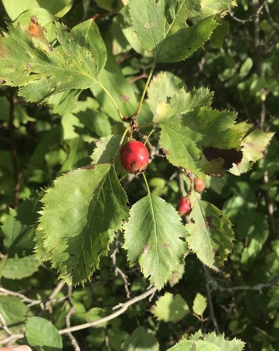 Crataegus holmesiana, photographed by Kenneth Burdick