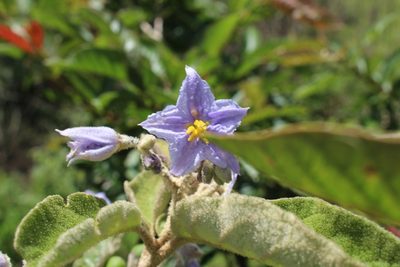 Solanum lanceolatum, photographed by Jake Rehage