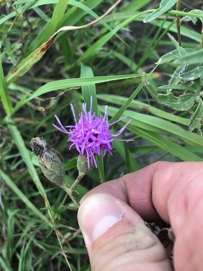 Liatris cymosa, photographed by Cody Stricker