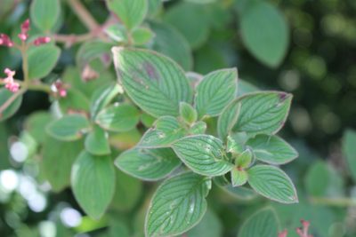 Heterocentron glandulosum, photographed by Jake Rehage
