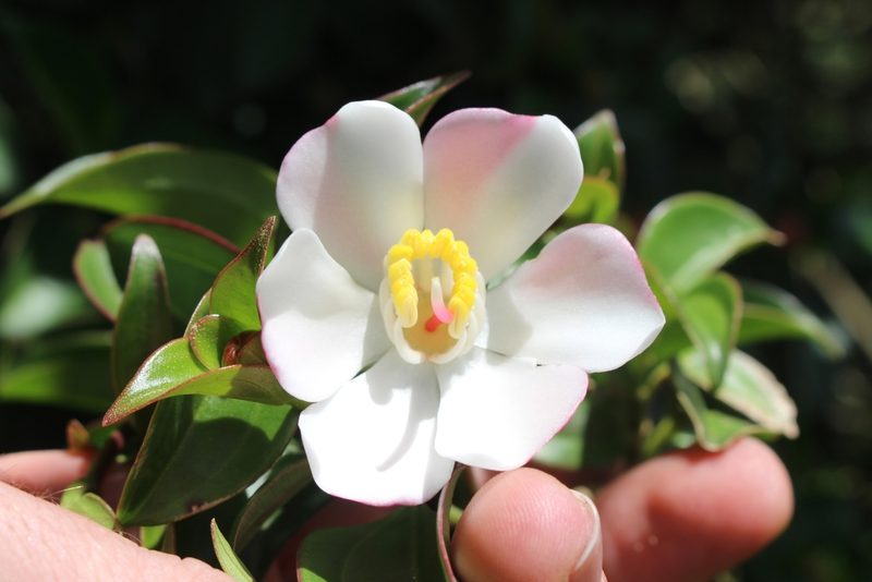 Blakea gracilis, photographed by Jake Rehage