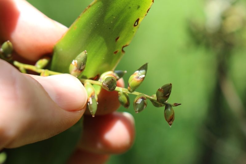 Catopsis nitida, photographed by Jake Rehage