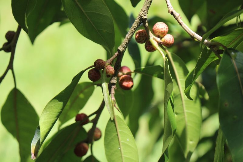 Ficus pertusa, photographed by Jake Rehage