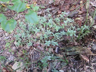 Cerastium velutinum, photographed by Chris Hoess