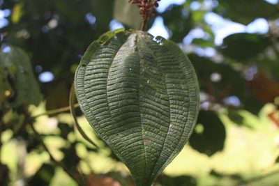 Miconia aeruginosa, photographed by Jake Rehage
